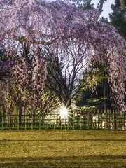古都京都に咲く桜　Cherry blossoms bloom in ancient Kyoto Japan