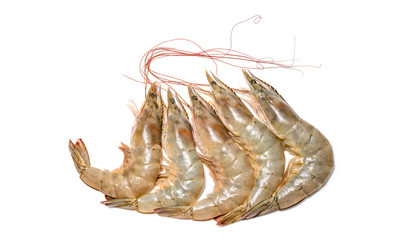 Fresh shrimp or prawn on white background, Raw prawns isolated on white background, fresh white shrimps in white  background.