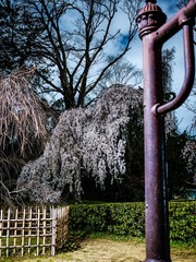 古都京都に咲く桜　Cherry blossoms bloom in ancient Kyoto Japan