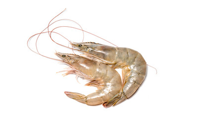 Fresh shrimp or prawn on white background, Raw prawns isolated on white background, fresh white shrimps in white  background.