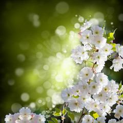 Fruit spring blossom trees. Abstract nature background. Flower landscape, toned and blurred