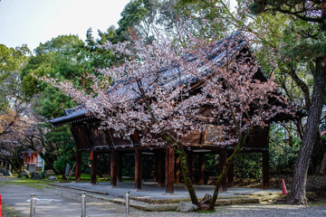 古都京都に咲く桜　Cherry blossoms bloom in ancient Kyoto Japan