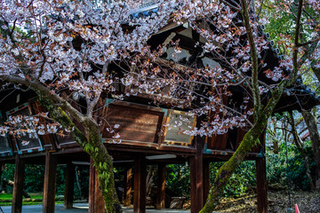 古都京都に咲く桜　Cherry blossoms bloom in ancient Kyoto Japan