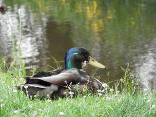 duck on grass