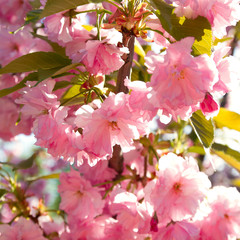 Cherry fruit trees, spring nature. Sakura flowers in park