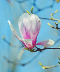 magnolia blossom in spring
