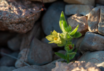 The lesser desert snapdragon (Mohavea breviflora) with golden yellow flowers takes its genus name from the Mojave Desert.