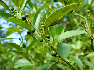 the small calamansi fruit found in Malaysia