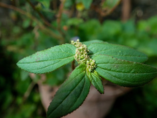 traditional plant called susu nabi used in medical
