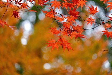 きれいに色づいた箕面公園のモミジ＠大阪