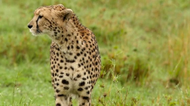 A cheetah stalks its prey in the Masai Mara