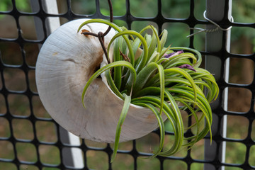 Decorative flower growing in the shell pot