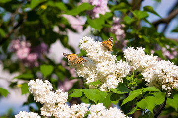 Butterflies flies to a blossoms lilac flowers, bright beautiful abstract spring background.