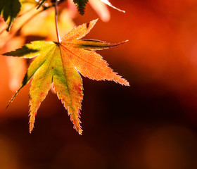 maple leaves on black background