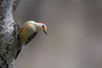 Red-bellied Woodpecker on Side of Tree Trunk