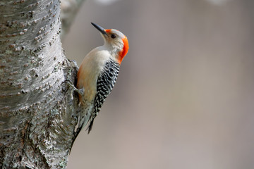 Red-bellied Woodpecker on Side of Tree Trunk
