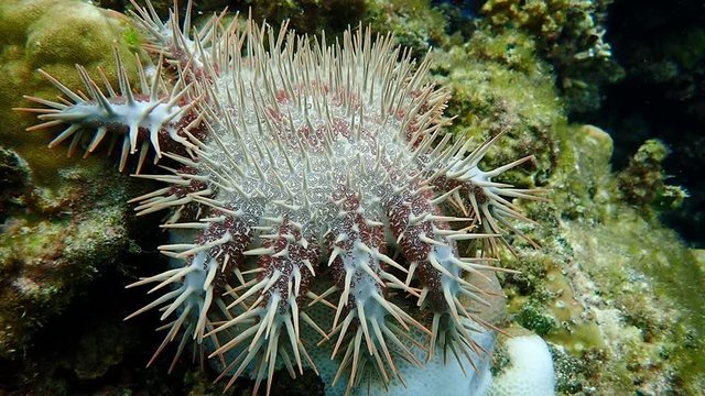 Crown of thorns sea star feeds on a hard coral. The coral is left dead and turns white.
