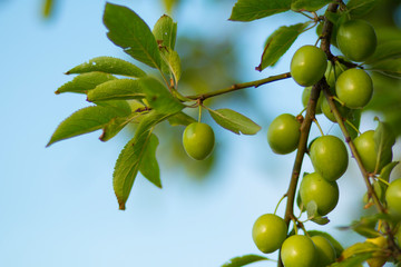 organic plums on tree branch