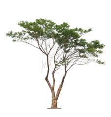 Obraz premium tree on white background