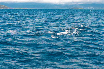 Tourists watch wild dolphins in the sea at Manjuyod White Sand bar