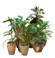 Pots with different exotic plants