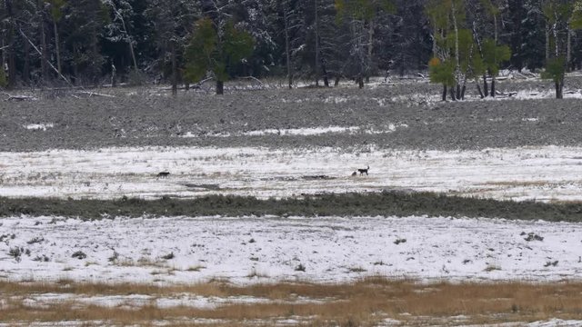 Long Shot Of Wolf Pups Playing In Fresh Snow At Yellowstone National Park In Wyoming, Usa