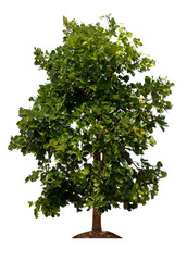 Fototapeta premium Tree Isolated on White Background