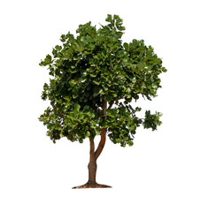 Obraz premium Tree Isolated on White Background