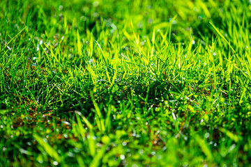 Natural background with green grass in sunlight
