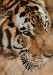 Tiger's face up close