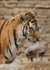Tiger eating lunch 2