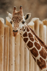 Young Giraffe 2