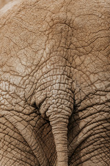 Elephant skin