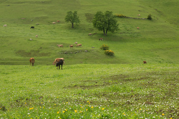 farm cows grazing on lawn with beautiful view