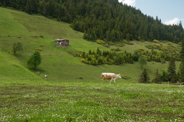 Fototapeta na wymiar farm cows grazing on lawn with beautiful view