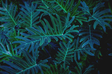 abstract green fern leaf texture, dark blue tone nature background, tropical leaf