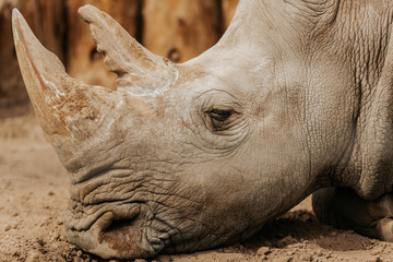 Rhino 2