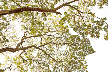 Tree branches on a white background