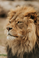 King of the Jungle 1