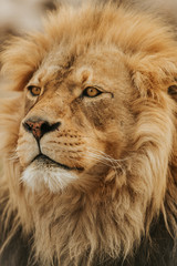 King of the Jungle 4