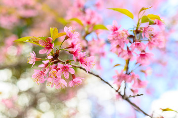 Close up of beautiful cherry blossom flowers blooming in the winter season in Northern region of Thailand. This flowers in Japan they called it named Sakura.