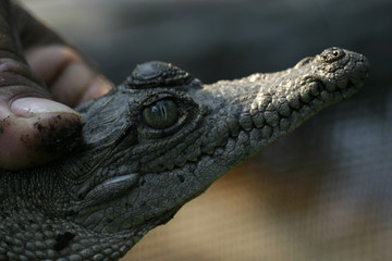 Obraz premium Cocodrilo Bebe, La Ventanilla, Oaxaca