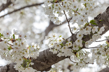 Beautiful cherry blossoms in spring