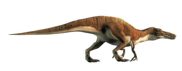 Baryonyx was a large carnivorous spinosaurid theropod dinosaur that lived in Cretaceous era Europe. It likely at fish and was semi-aquatic. On a white background. 3D Rendering 