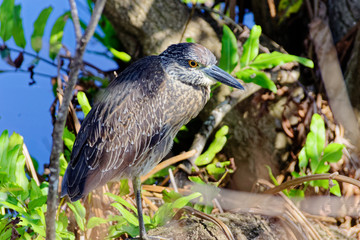 Yellow Crowned Night Heron