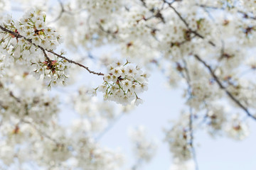 Beautiful cherry blossoms in spring