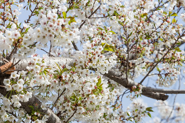 Beautiful cherry blossoms in spring