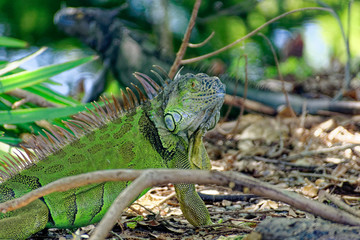 Iguanas 