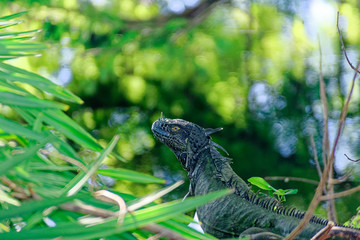 Iguanas 