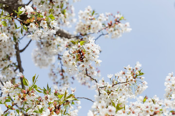 Beautiful cherry blossoms in spring